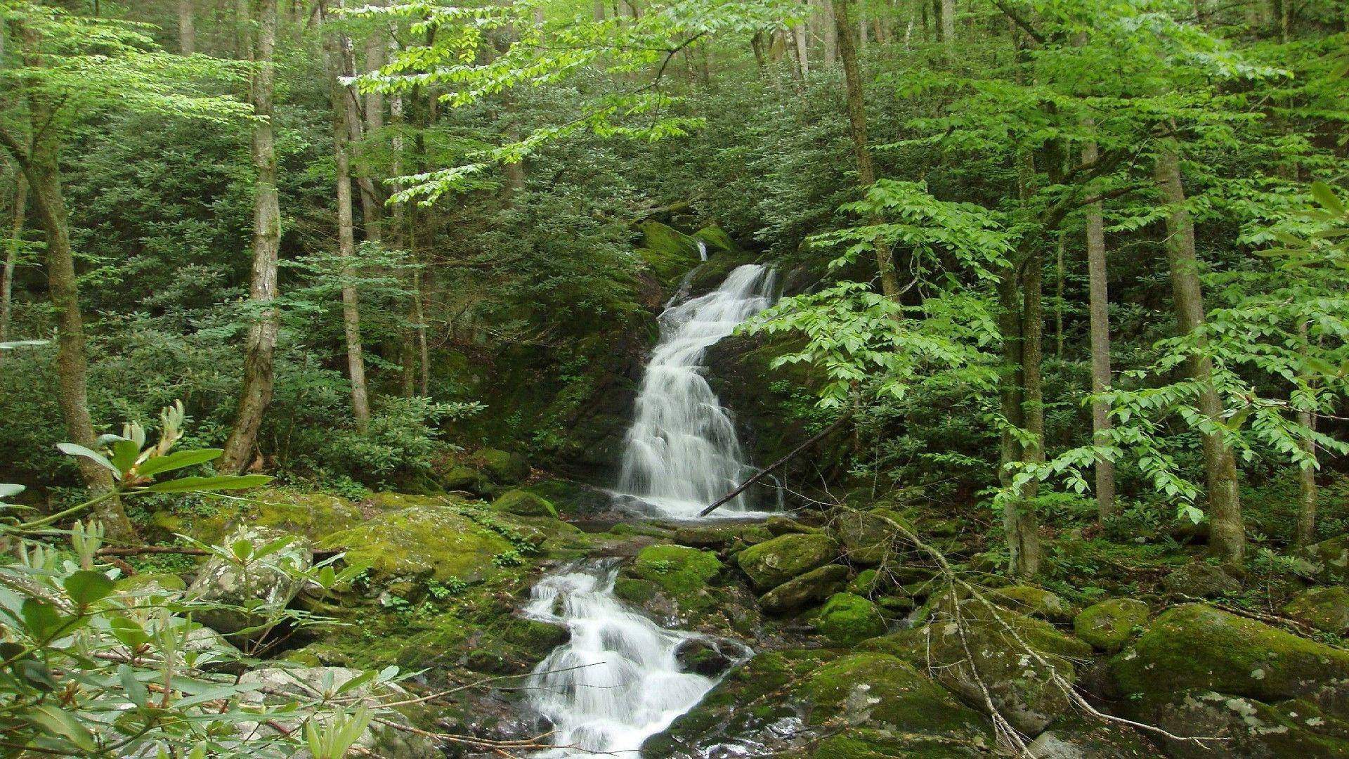 Take In The Breathtaking Views Of Great Smoky Mountains Background