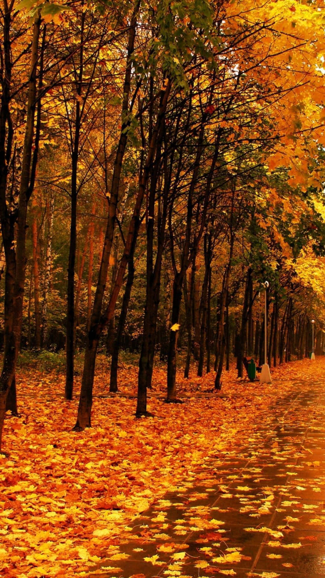 Take In The Captivating Beauty Of A Perfect Fall Day Background
