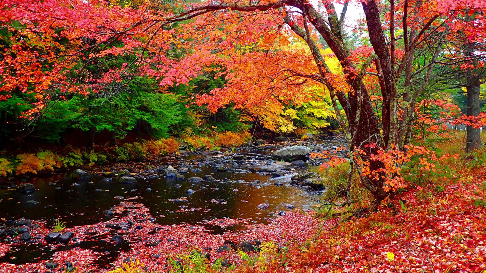 Take In The Mystical Autumn Color Of New England Background