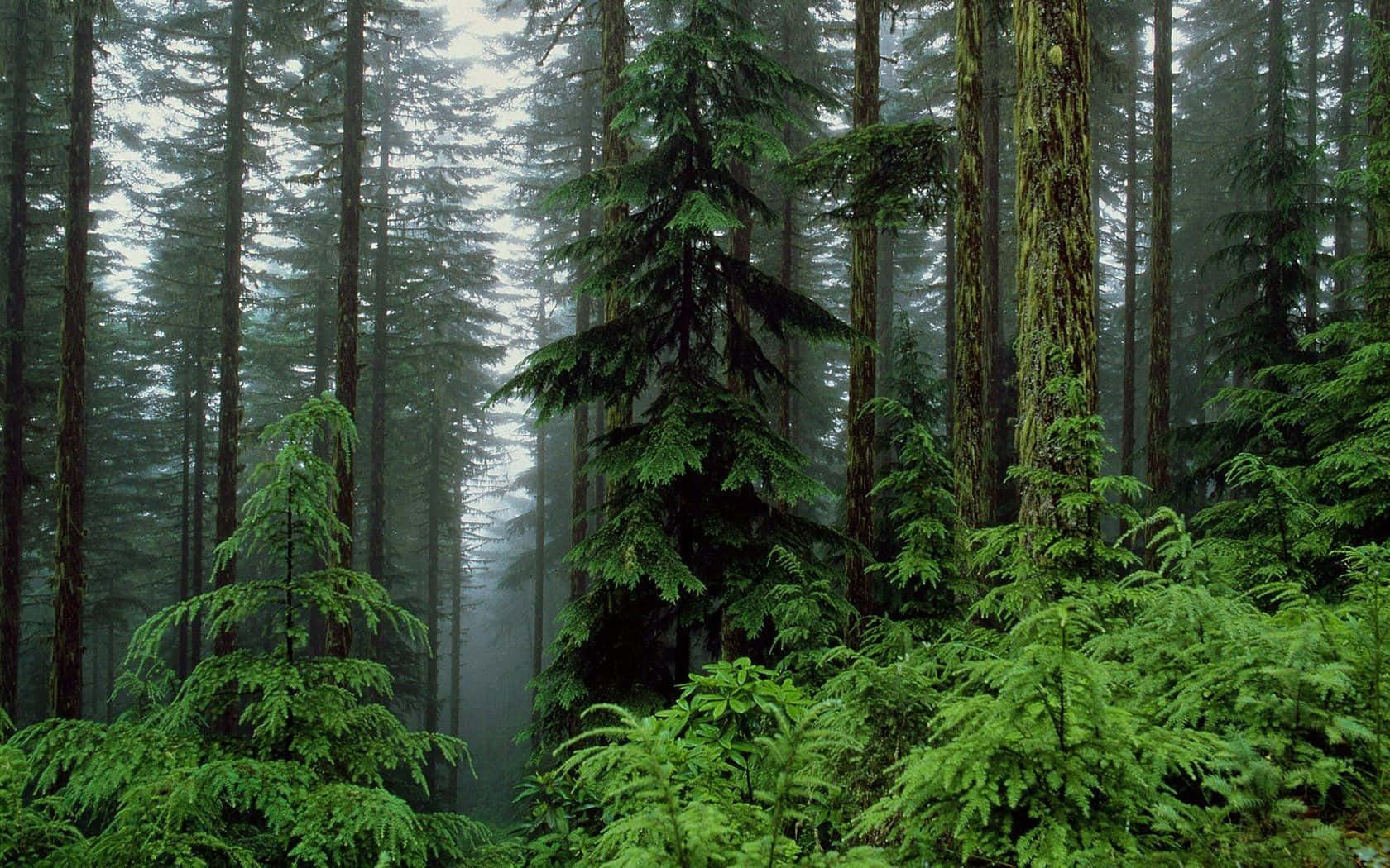 Take In The Peace And Beauty Of Nature In This Lush Forest. Background