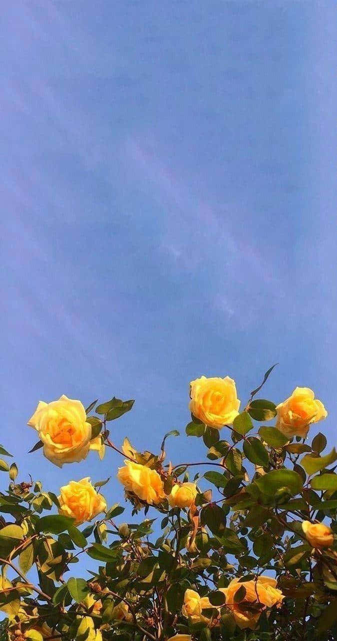 Take In The Sunshine 🌞 Background