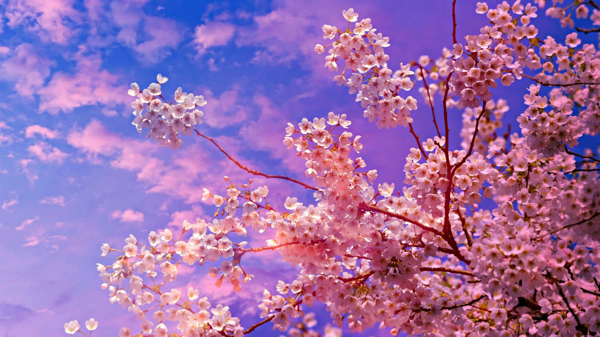 Take In The View Of Beautiful Cherry Blossoms At Night Background