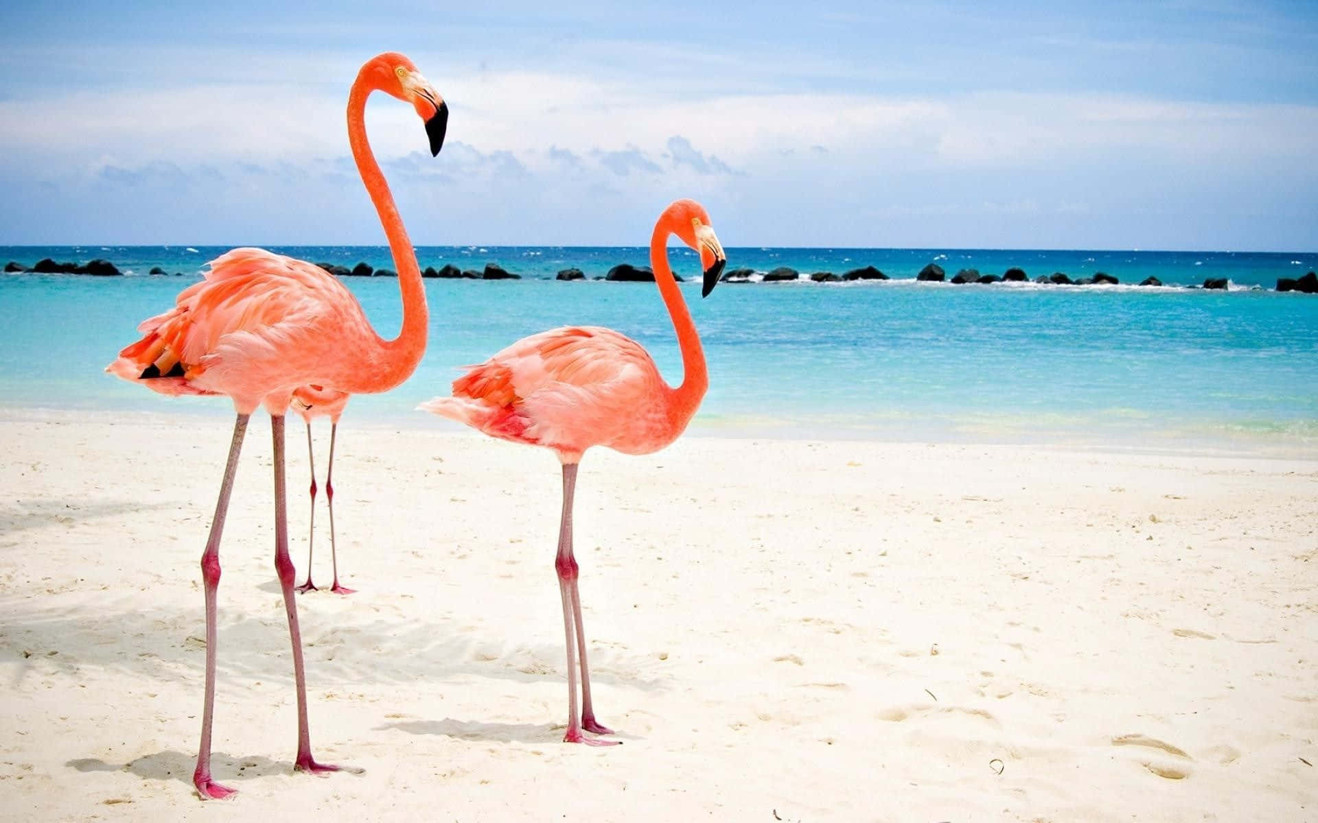 Take Some Time For Yourself With The Stylish Flamingo Laptop Background