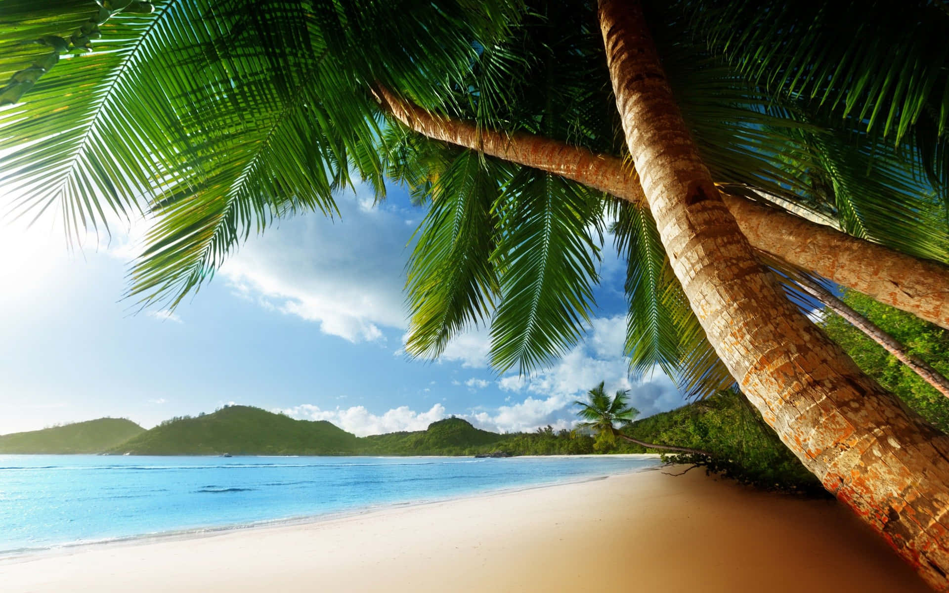 Take Some Time To Relax And Enjoy The Breathtaking View Of A White Sand Beach With Towering Palm Trees. Background