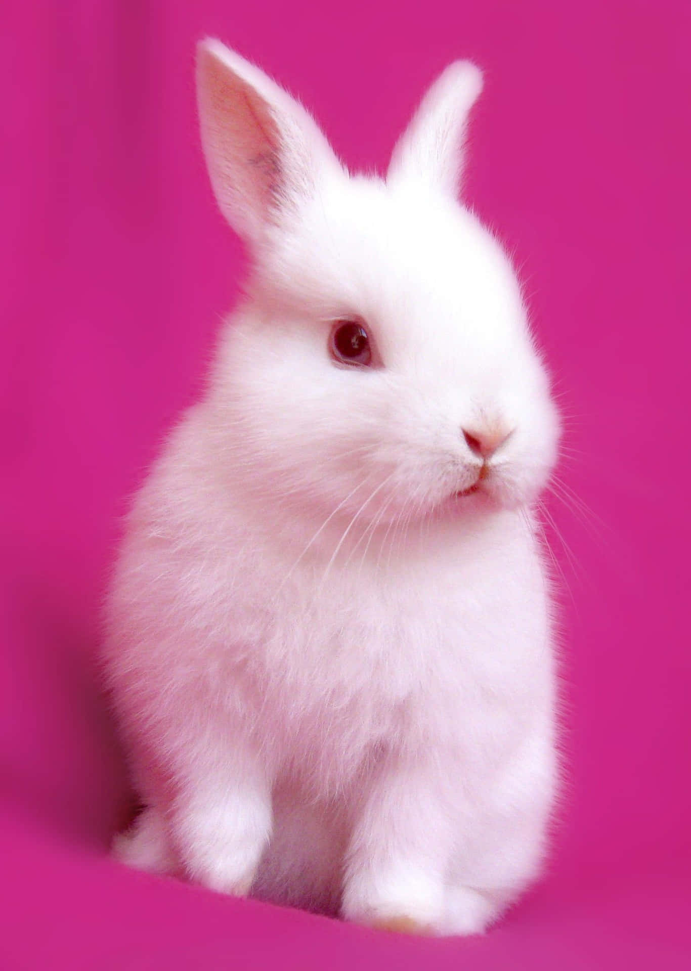 Take The Cutest Smartphone Accessory With You! Background