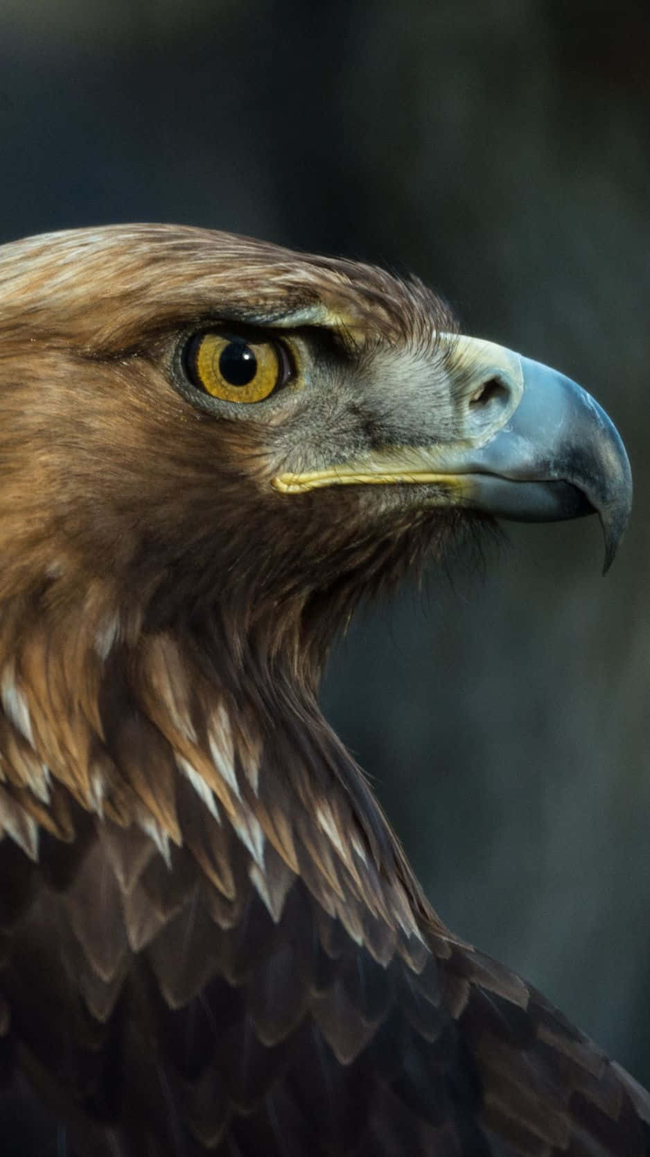 Take Your Phone To New Heights With This Eagle Iphone Wallpaper