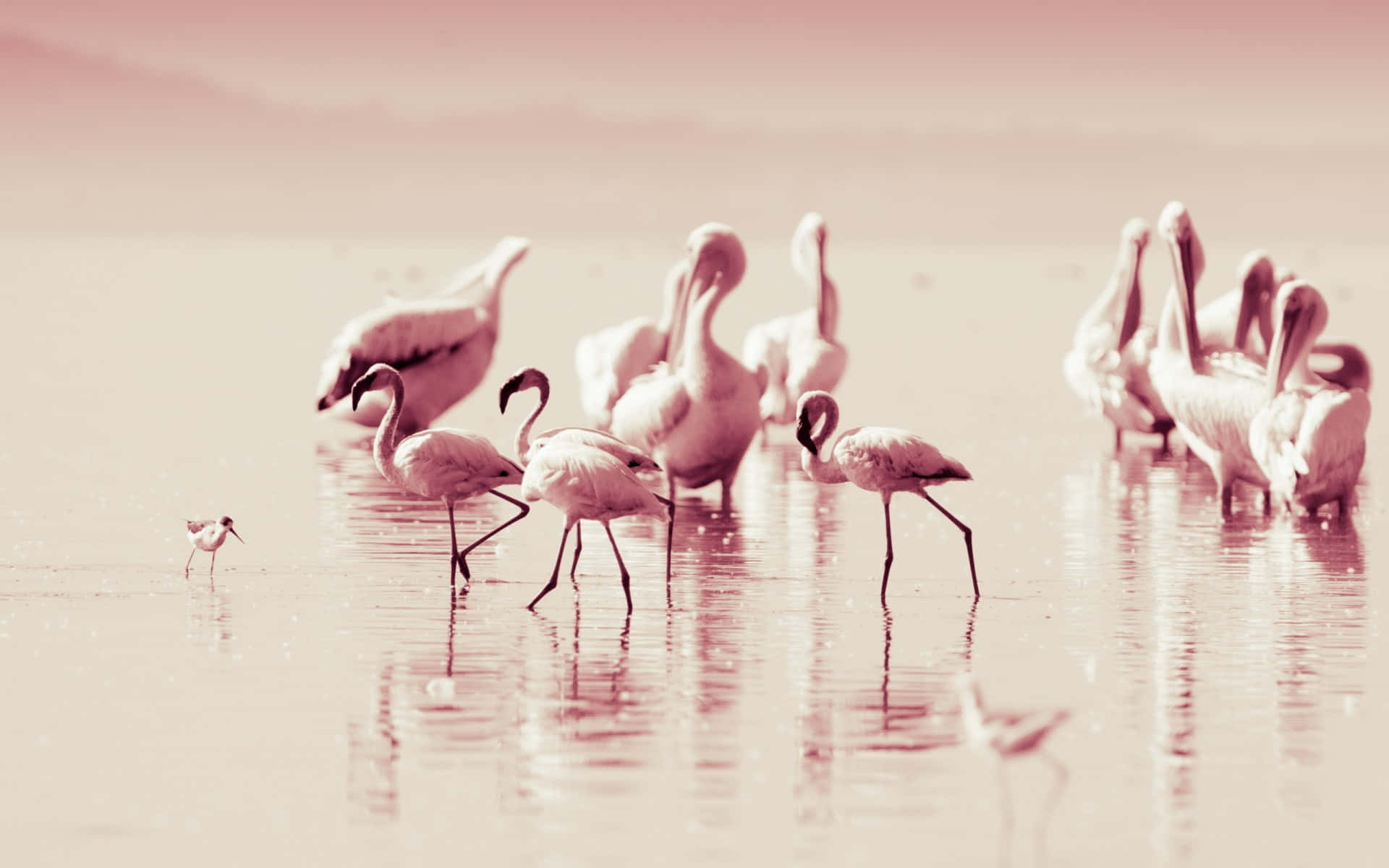Take Your Work To The Beach With A Flamingo Laptop Background