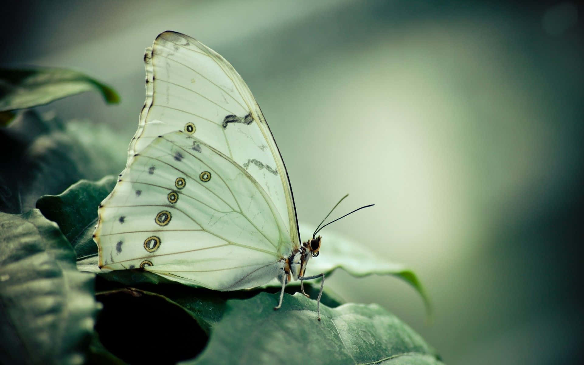 Taking Flight – A White Butterfly Flutters In The Midst Of A Field Of Wildflowers. Background