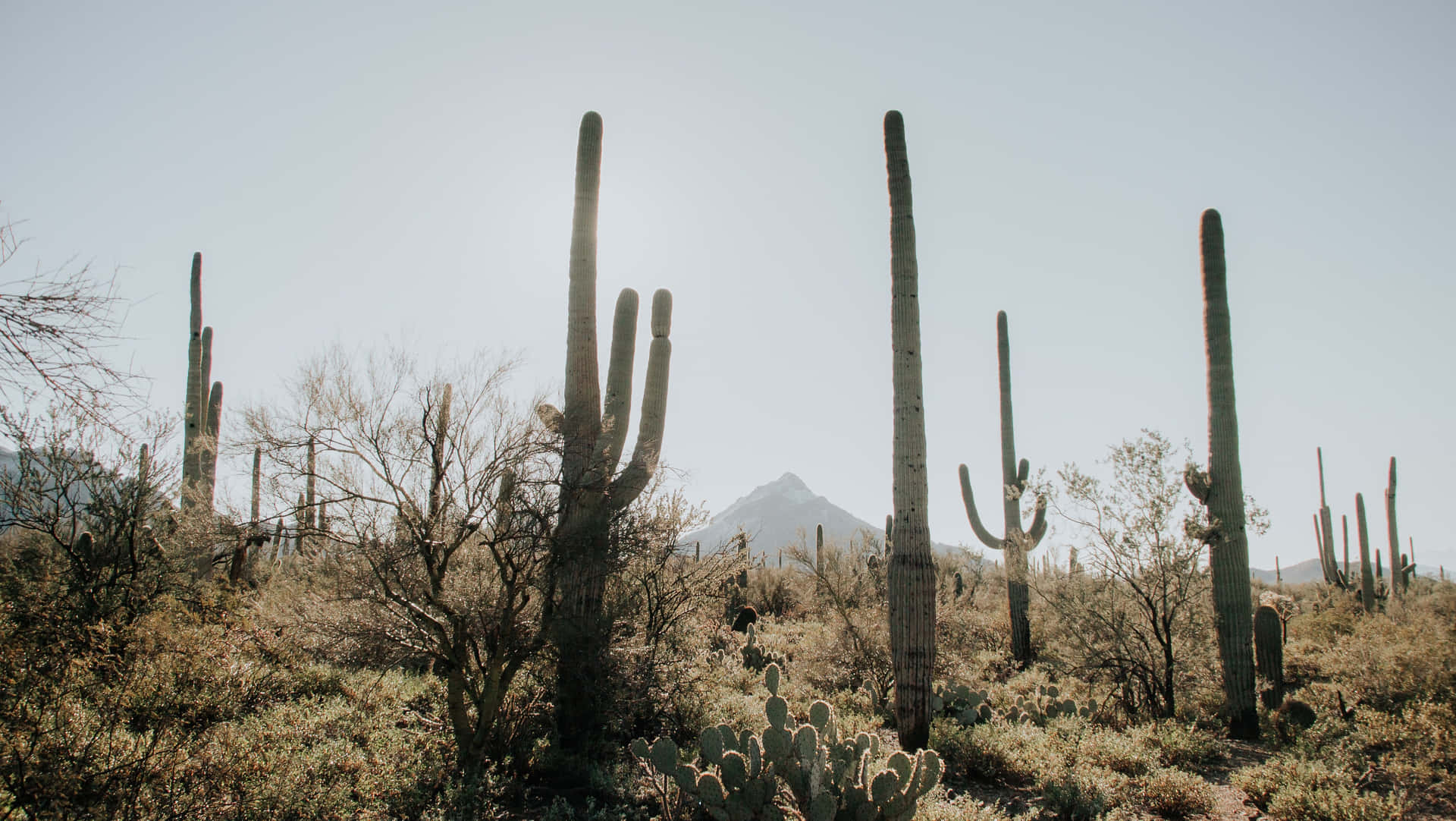 Taking In The Beautiful Phoenix Skyline Background