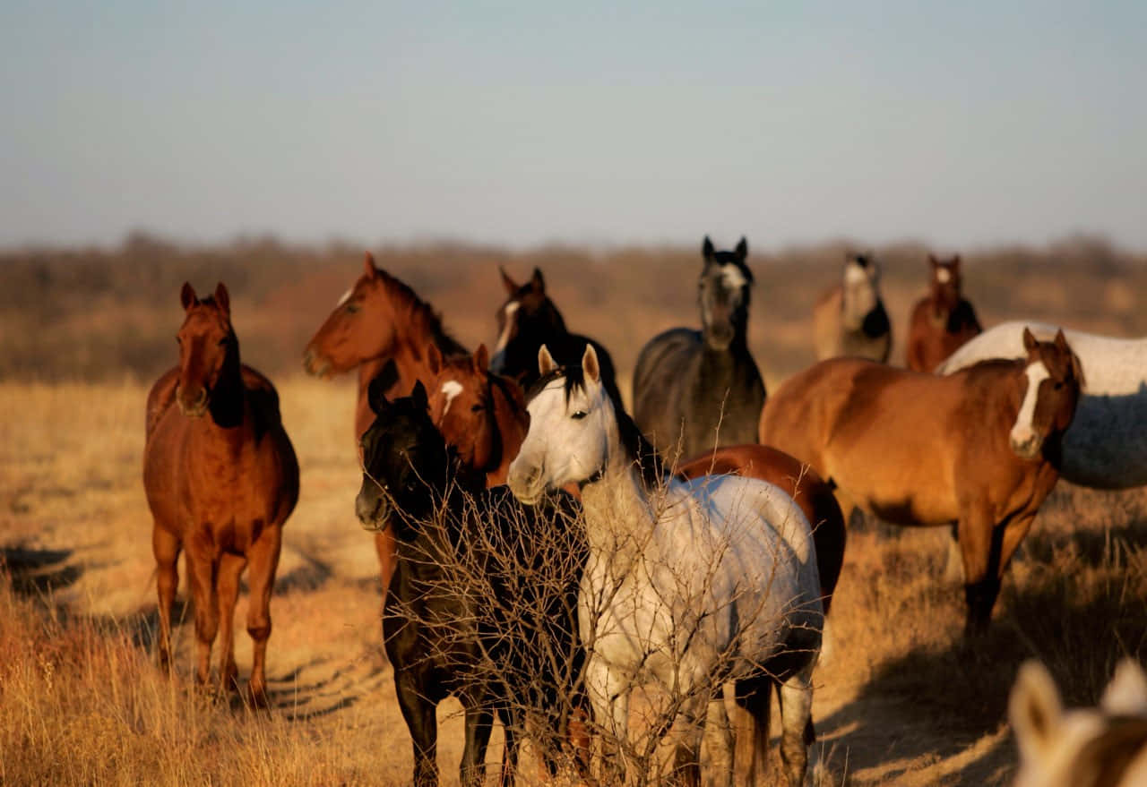 Taking In The Beauty Of A Ranch. Background