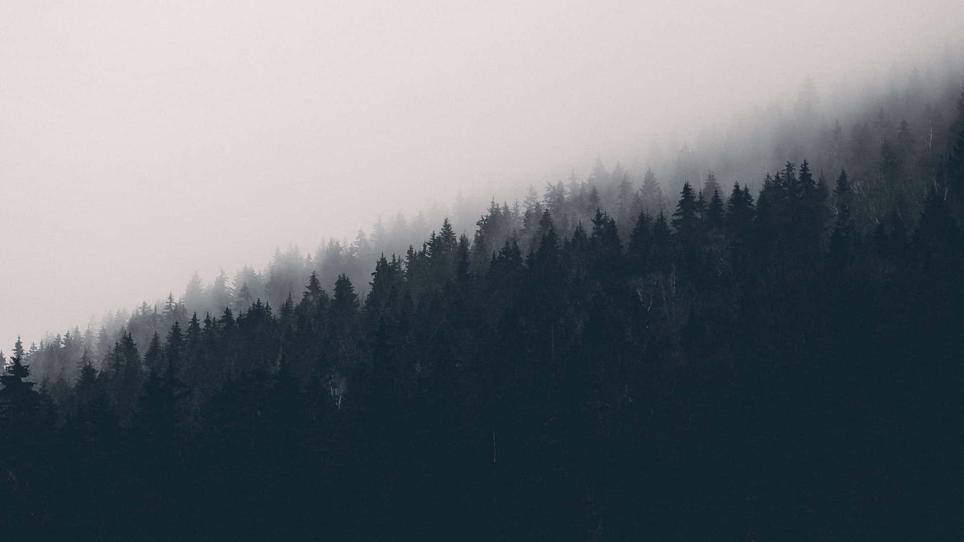 Taking In The Serene Beauty Of A Foggy Day. Background