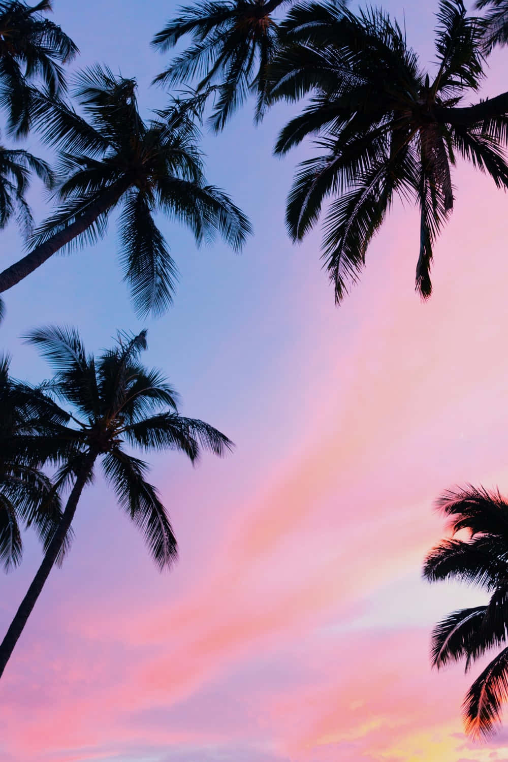 Taking In The Warm Summer Sun, This Beautiful Palm Tree Provides A Reminder Of Peaceful Days. Background