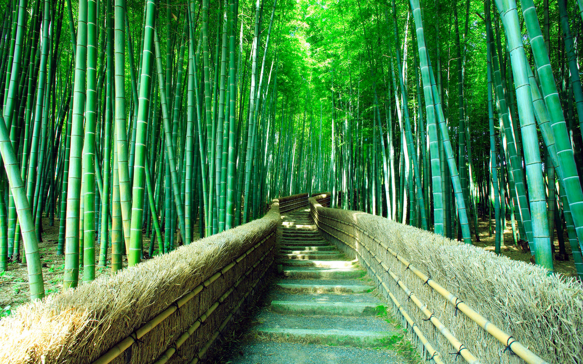 Tall Bamboo 4k Forest Background