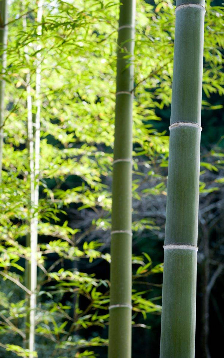 Tall Bamboo 4k Green Leaves Background