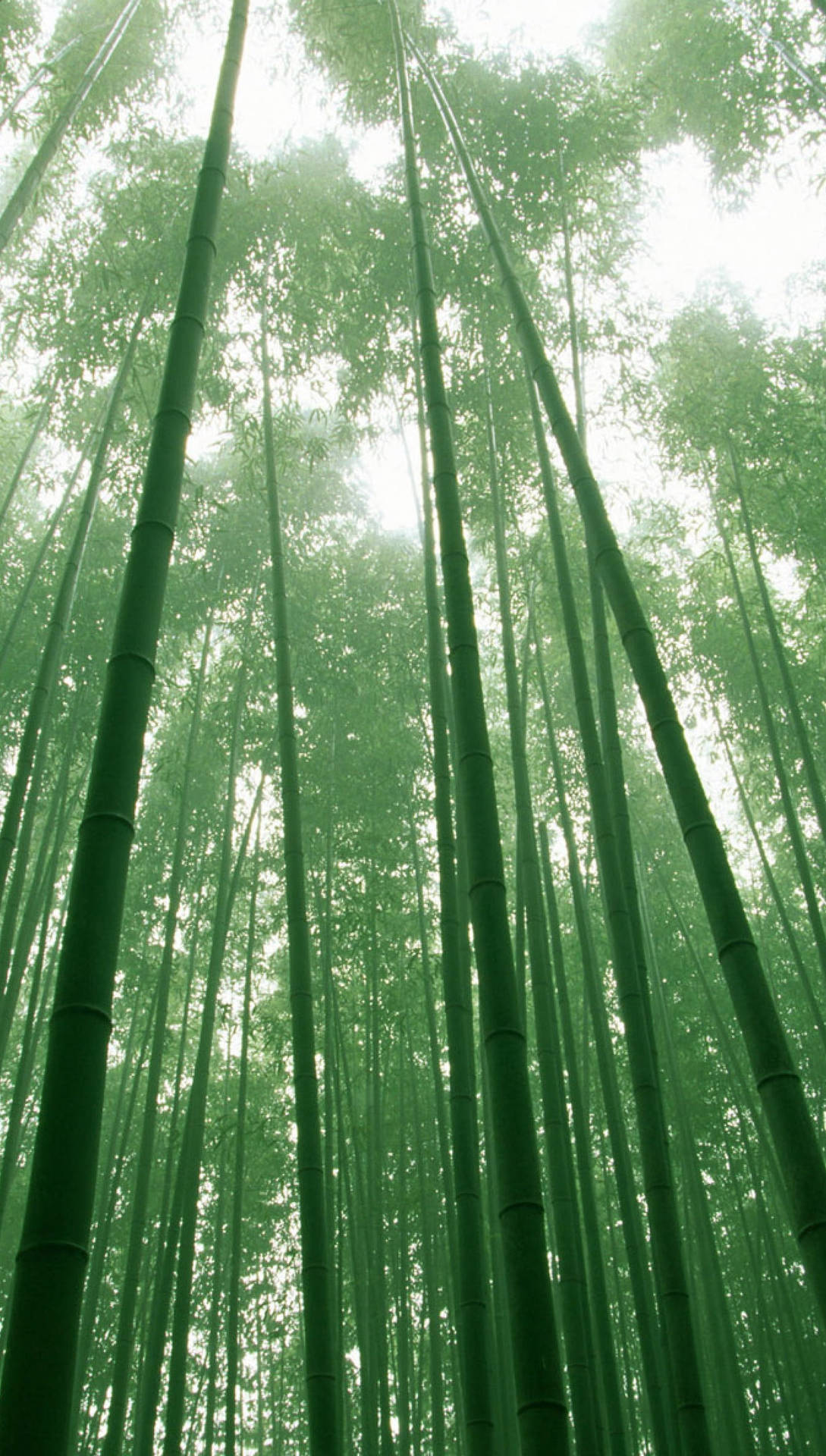 Tall Bamboo Forest Iphone