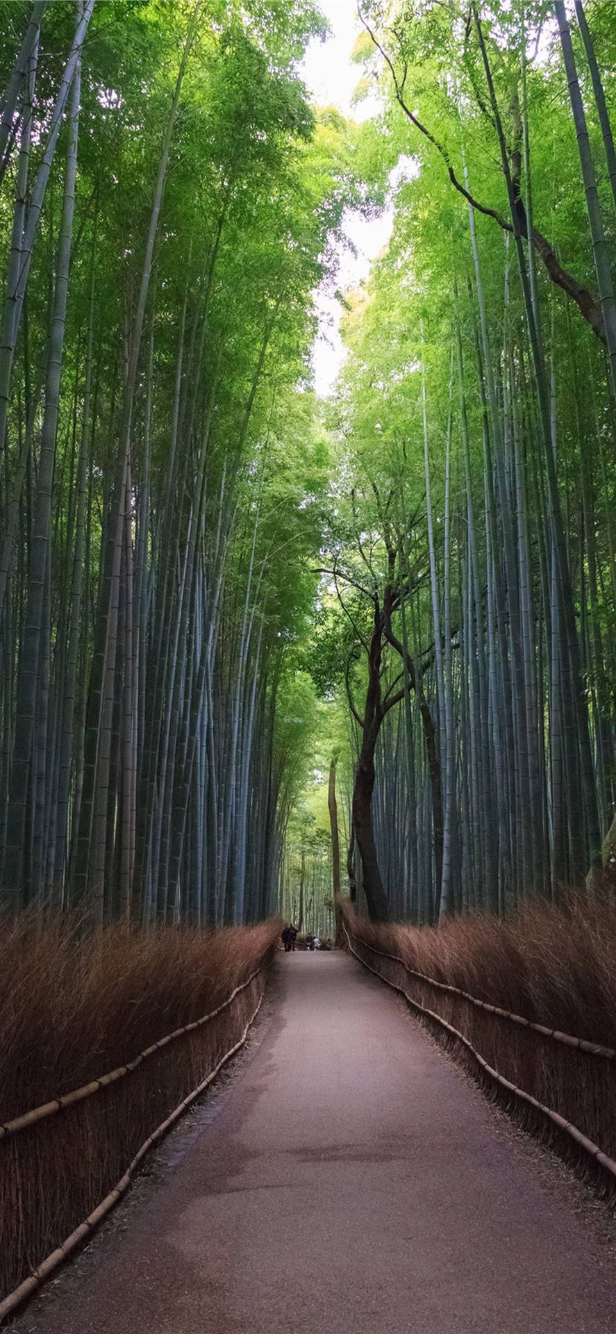 Tall Bamboo Pathway Iphone