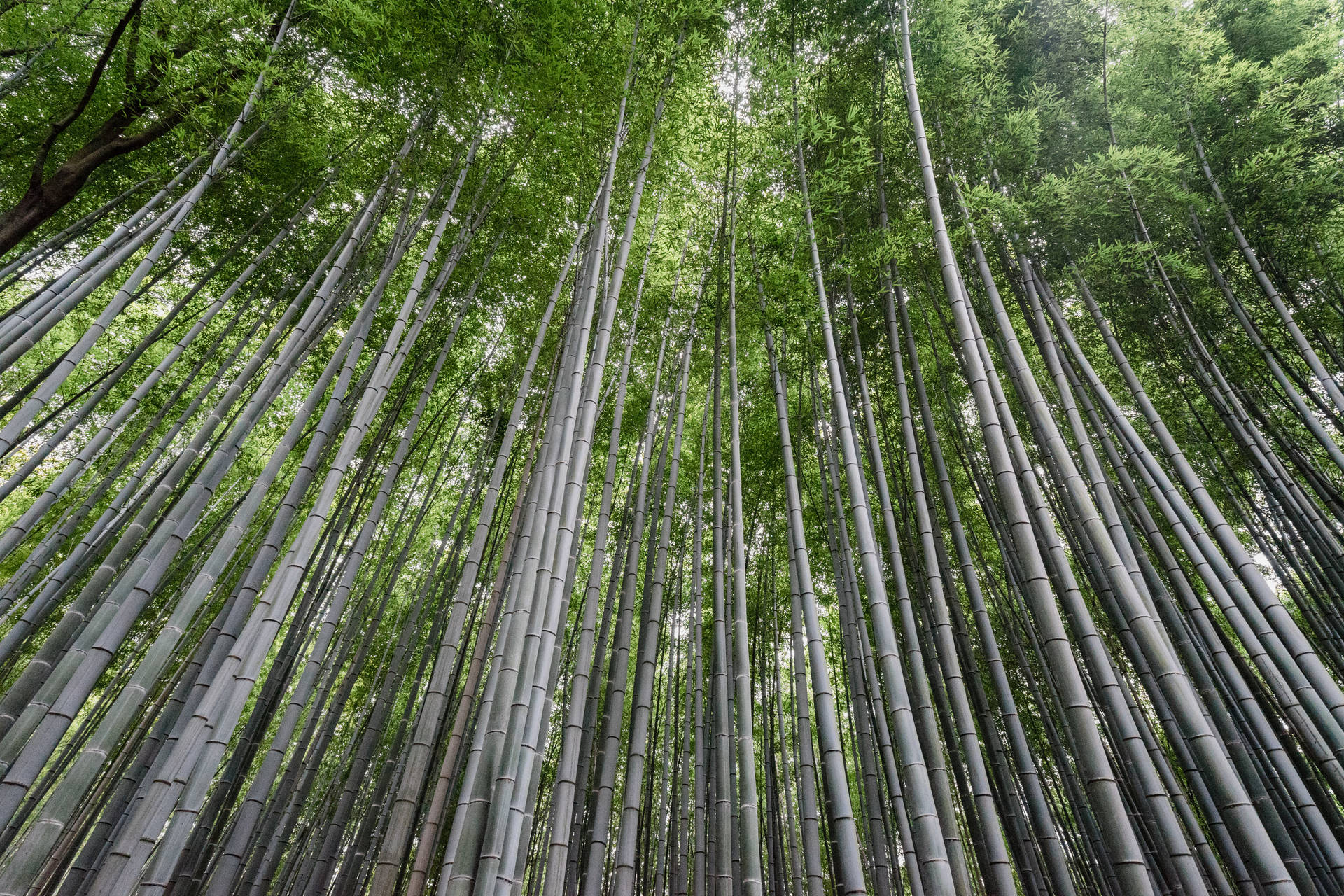 Tall Bamboo Plants Background