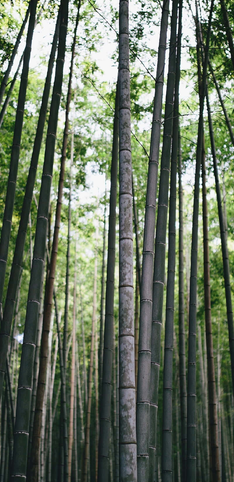 Tall Bamboo Trees In A Forest Background