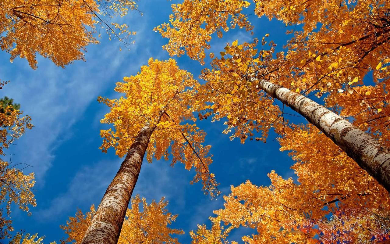 Tall Birch Tree Beautiful Fall Background