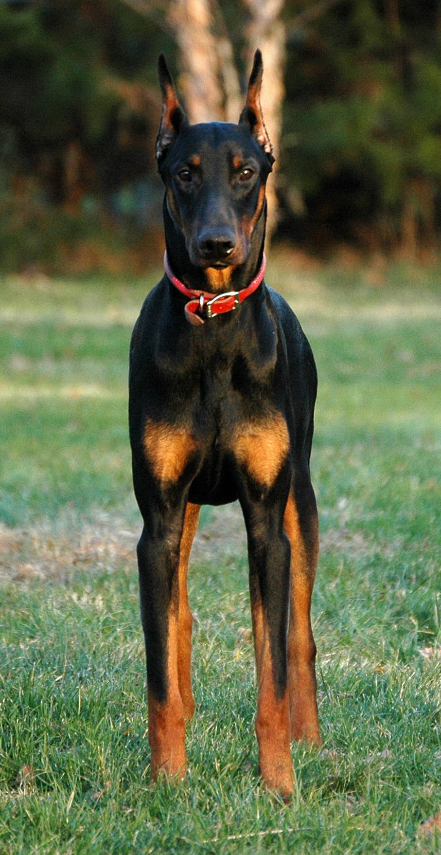 Tall Black Doberman Pinscher Background