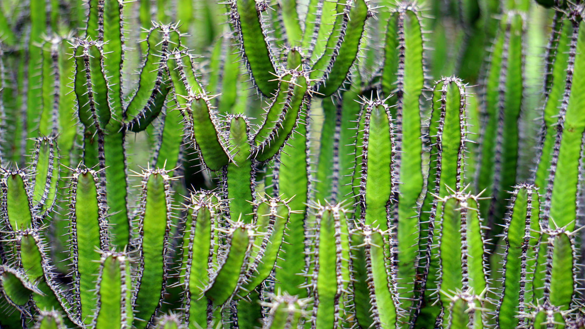 Tall Cactus Plants With White Thorns Background