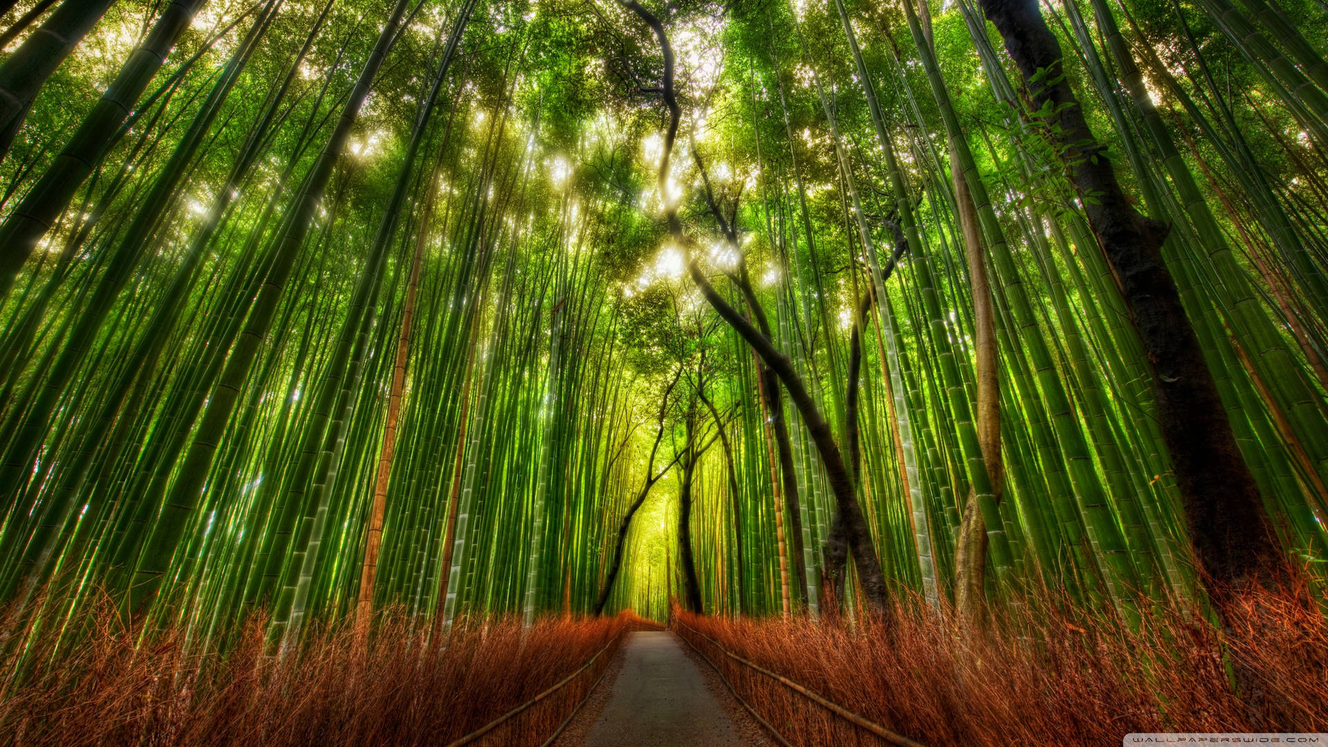 Tall Chinese Bamboo 4k Forest Background