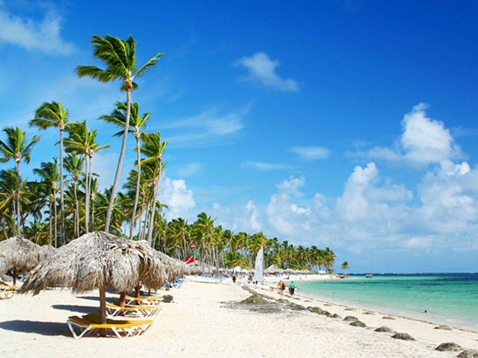 Tall Dominican Republic Palm Trees