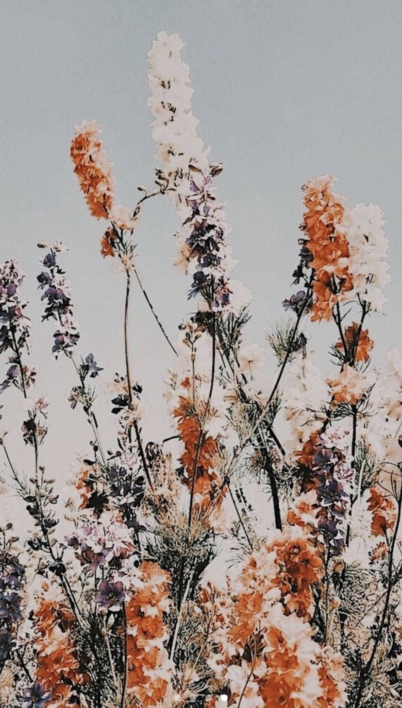 Tall Flowers Boho Iphone Background