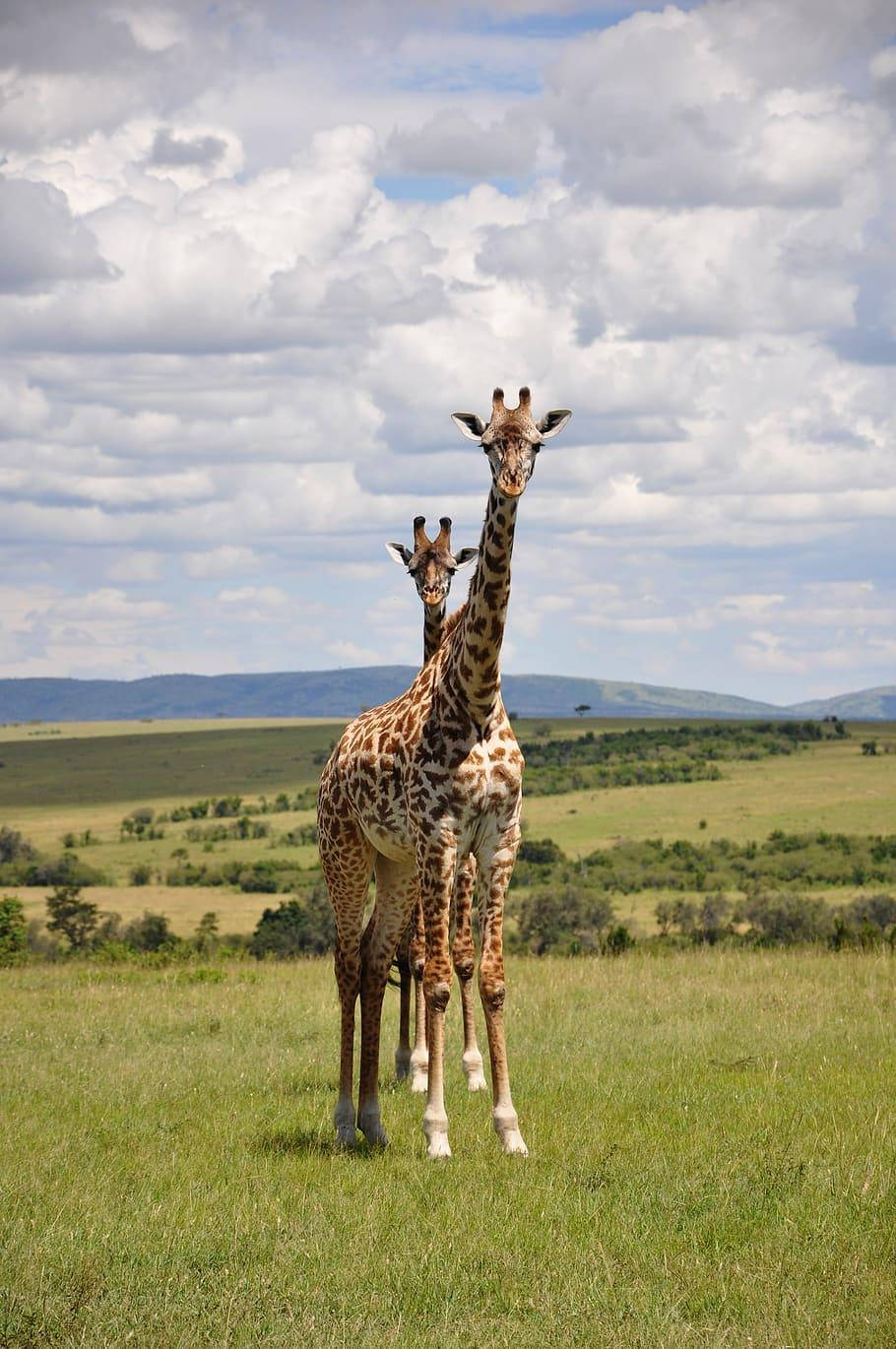 Tall Giraffes Africa Iphone