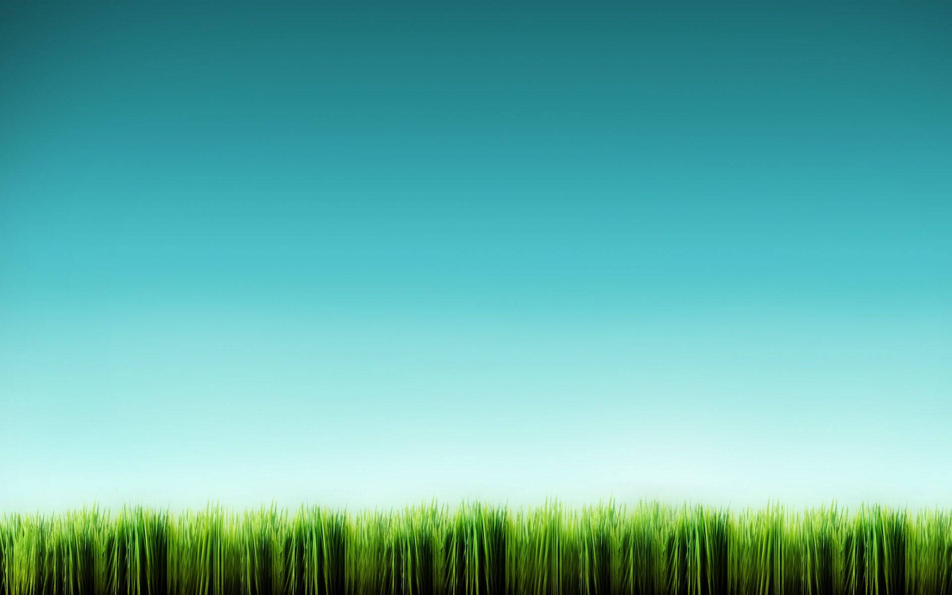 Tall Grass Blue Sky Background