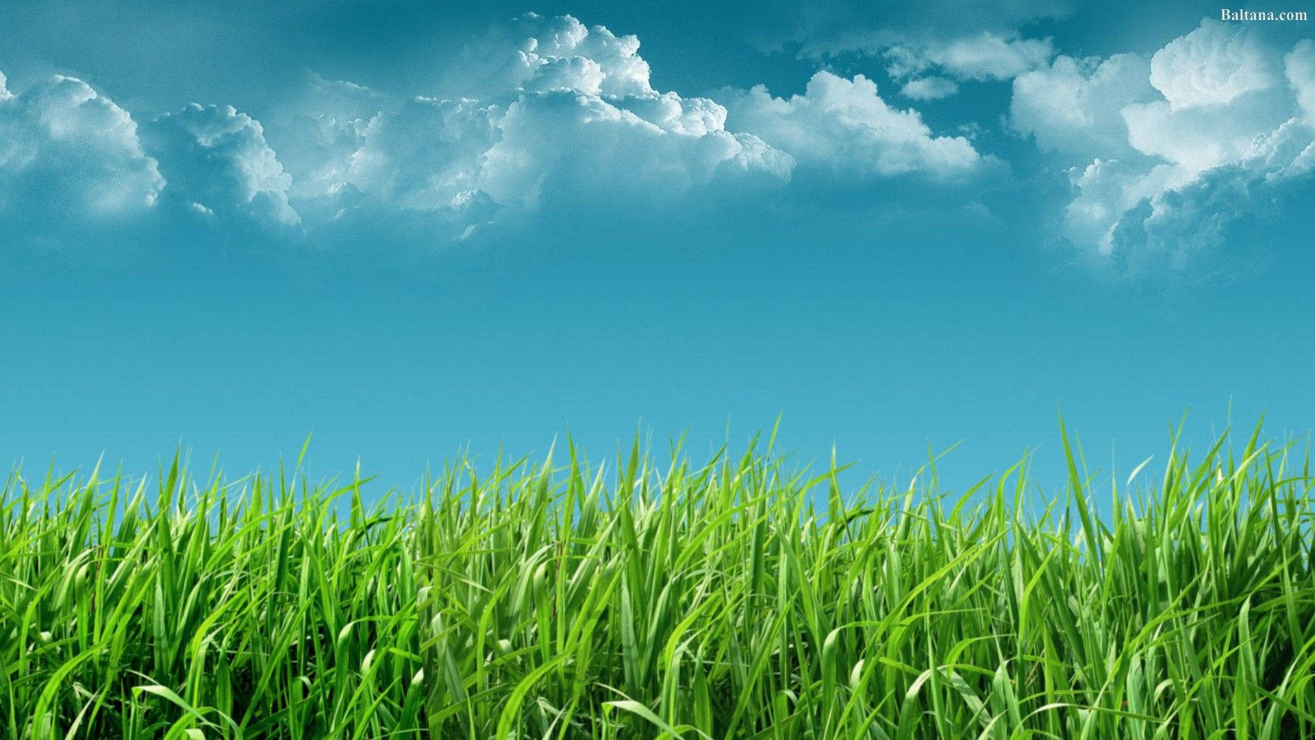 Tall Grass Under Sky Background
