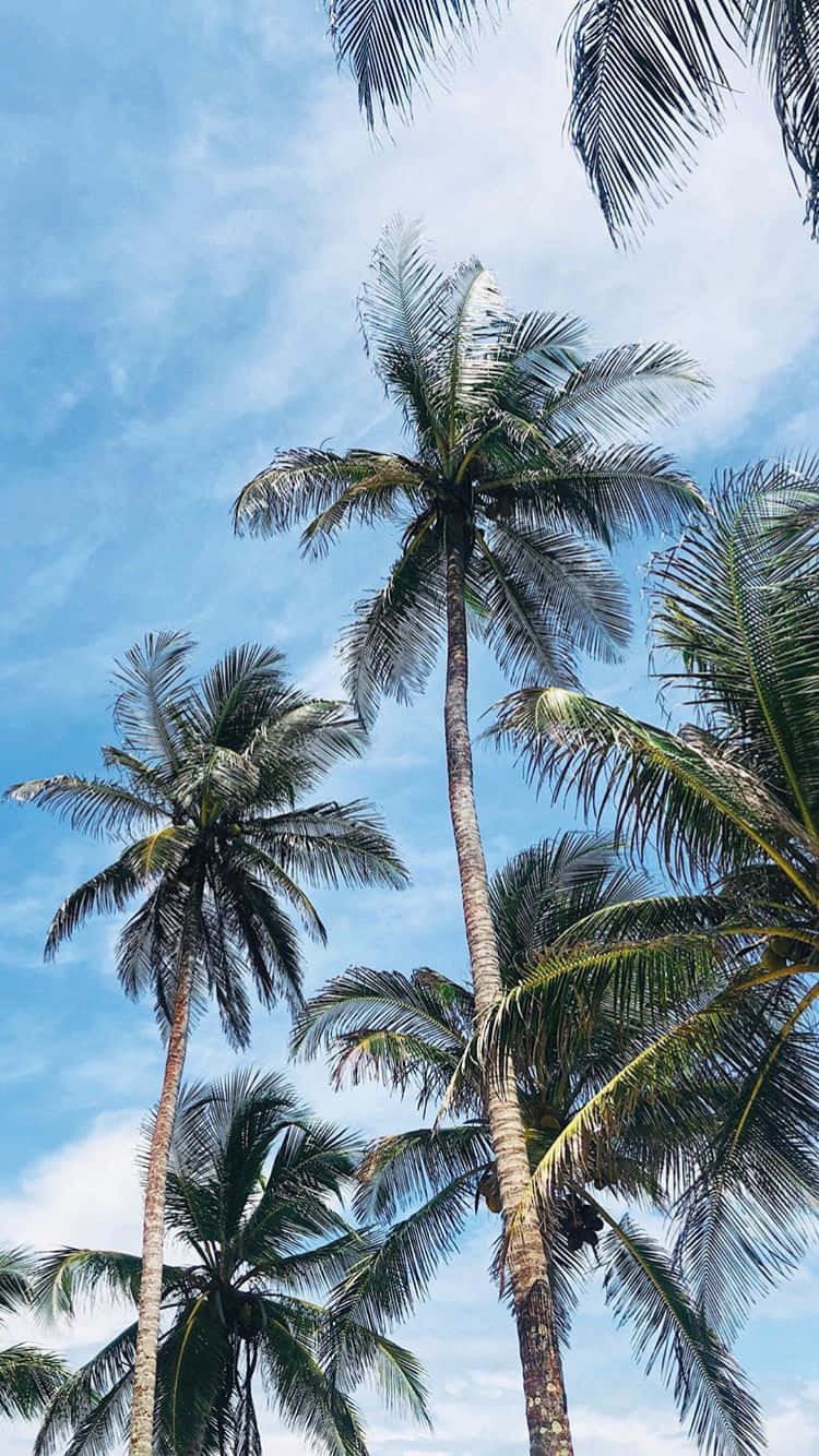Tall Green Palm Tree Iphone Background
