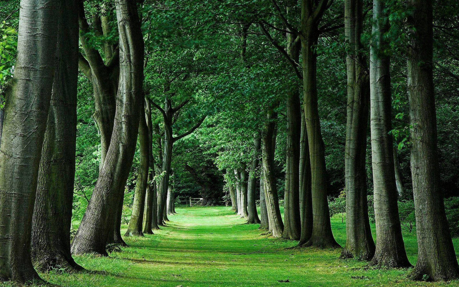 Tall Green Trees Pathway Background