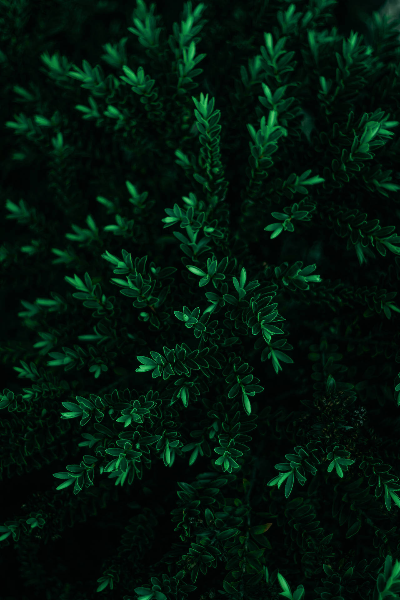 Tall Leaves Simple Dark Aesthetic Background