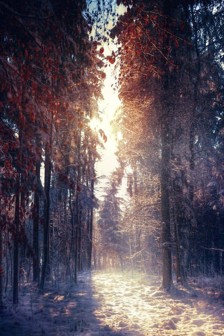 Tall Maple Trees Portrait