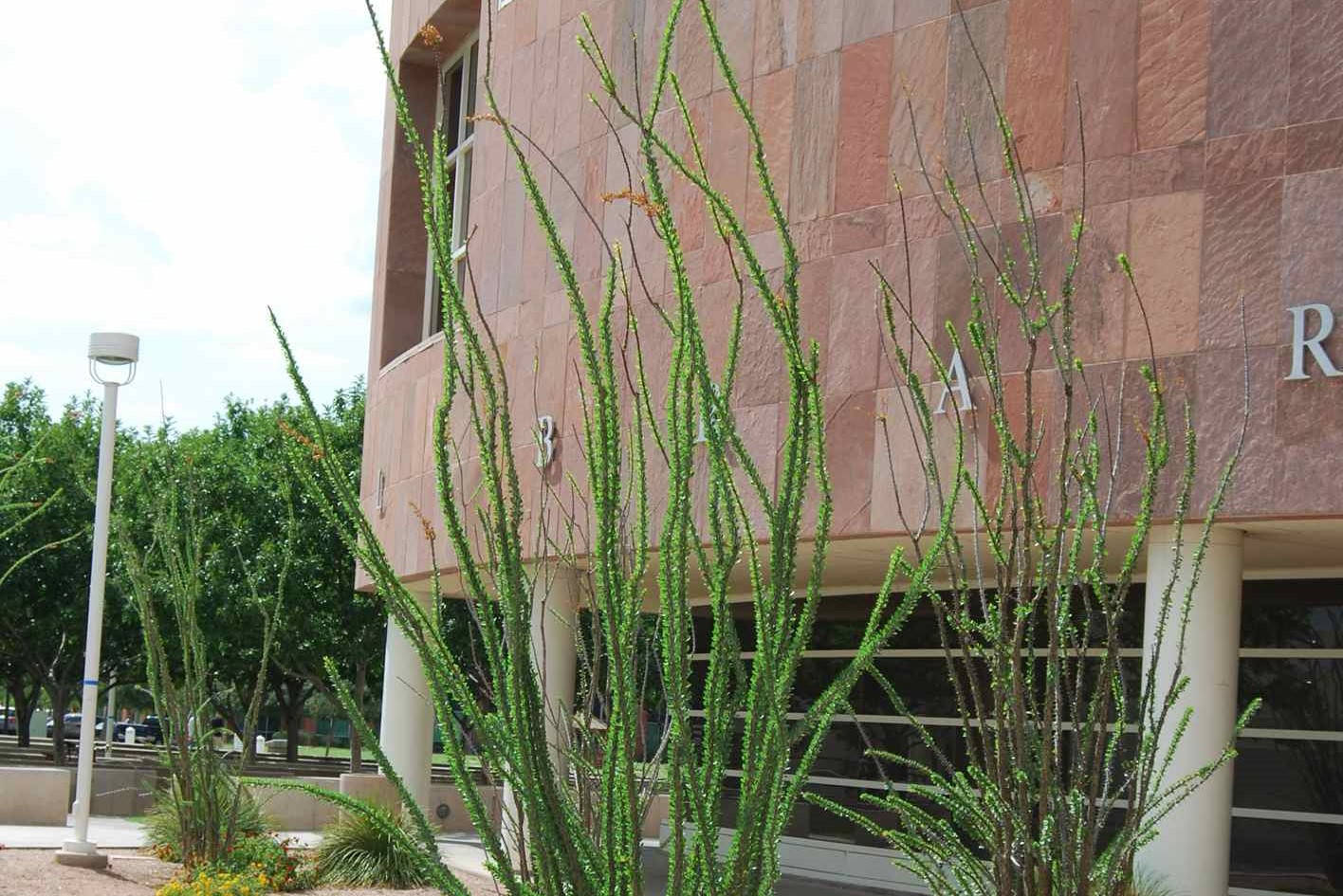 Tall Ocotillo Plants In Chandler Background