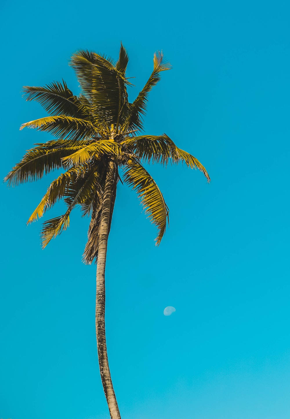 Tall Palm Tree Malibu Iphone Background