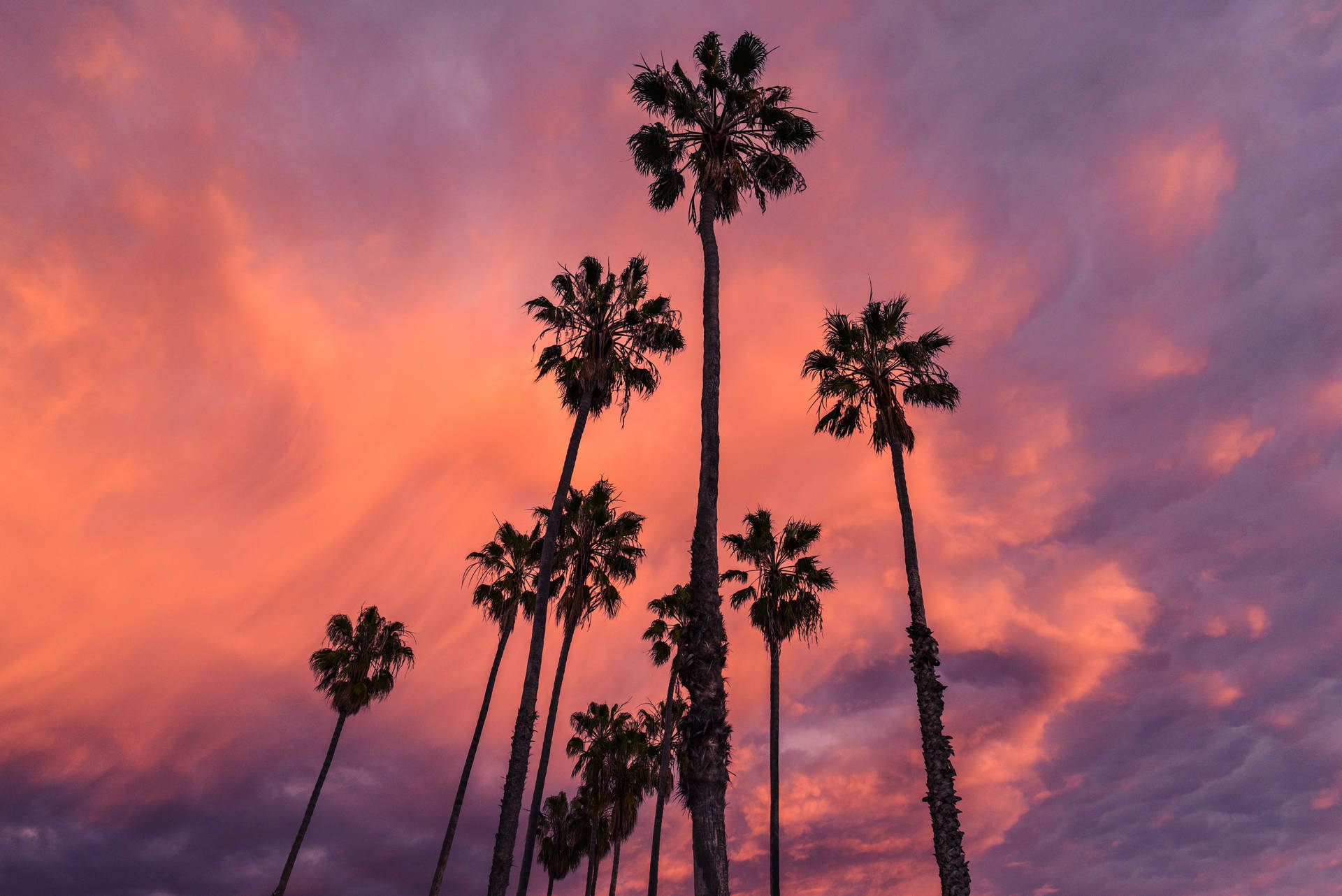 Tall Palm Trees With Cloud Aesthetic Background