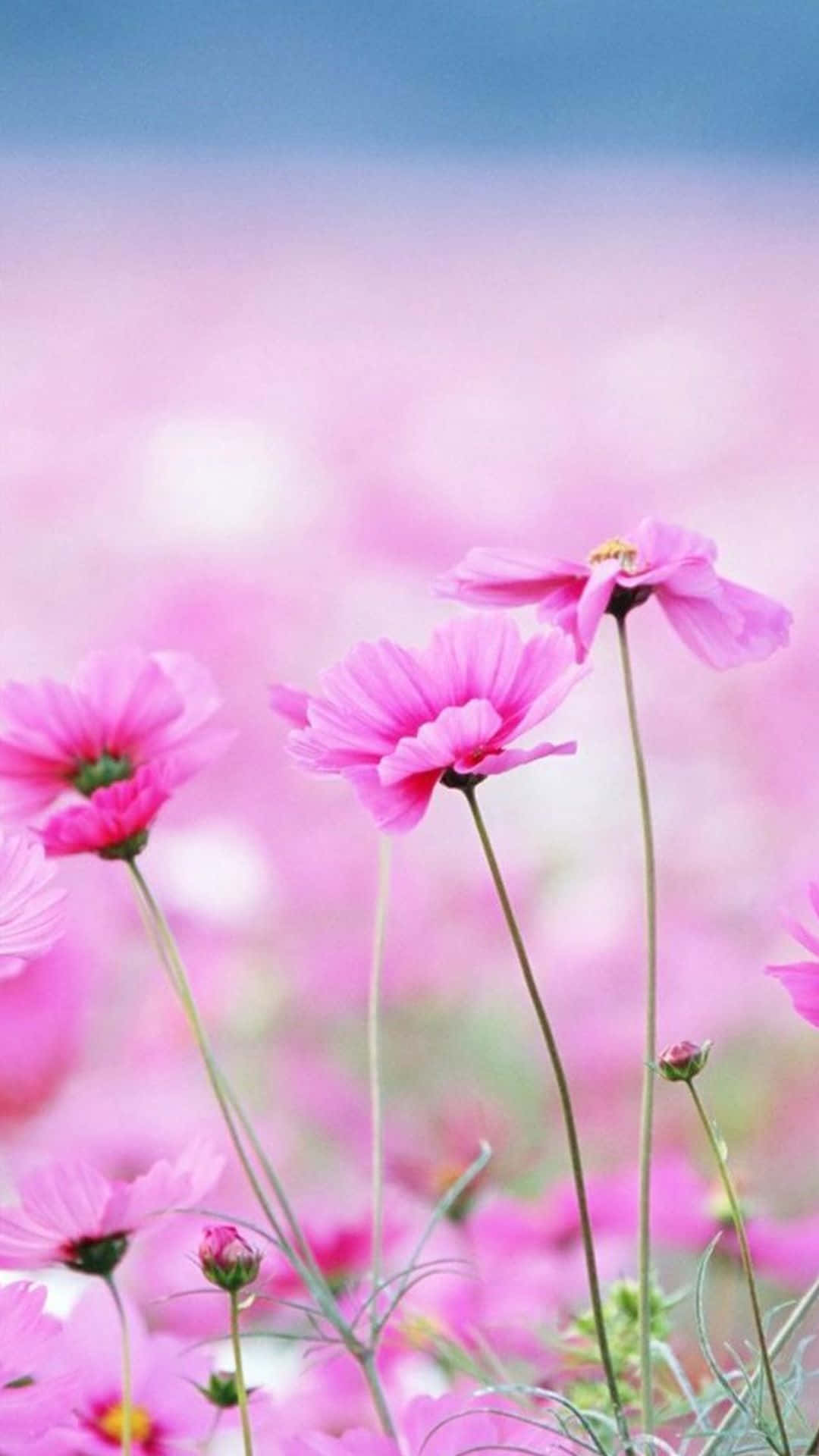 Tall Pink Spring Daisy Iphone Background