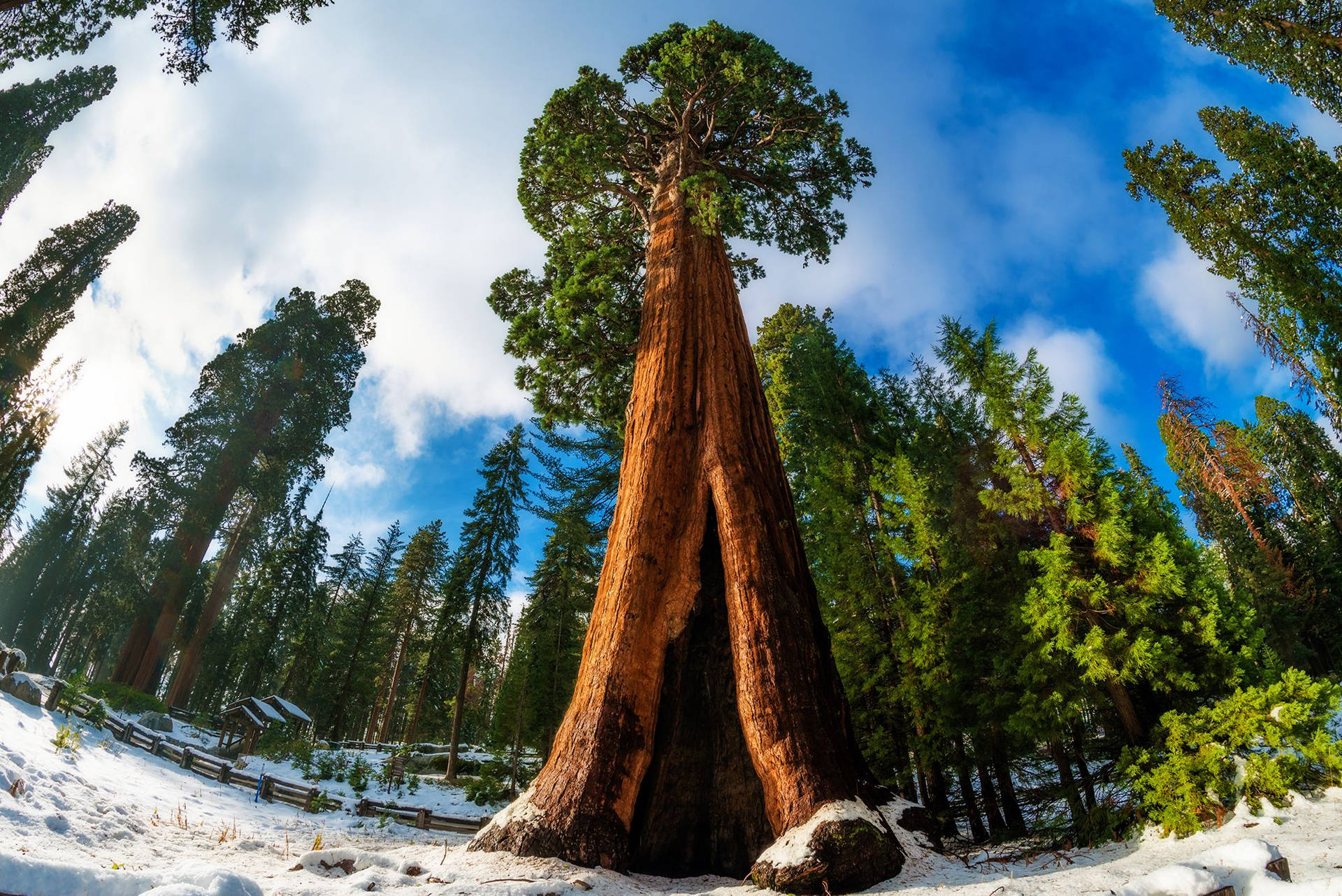 Tall Sequoia National Park Tree Background