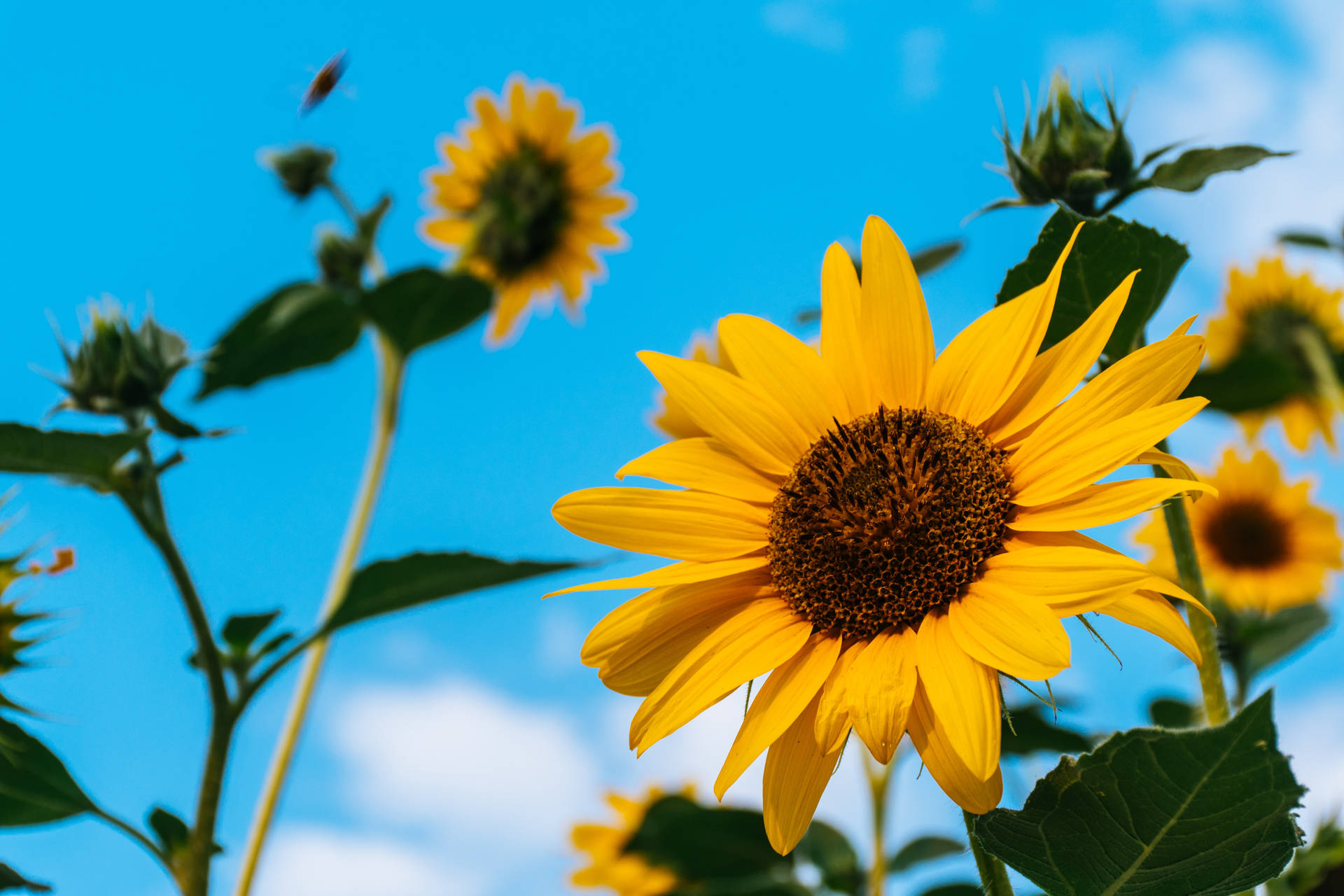 Tall Sunflowers Mac 4k