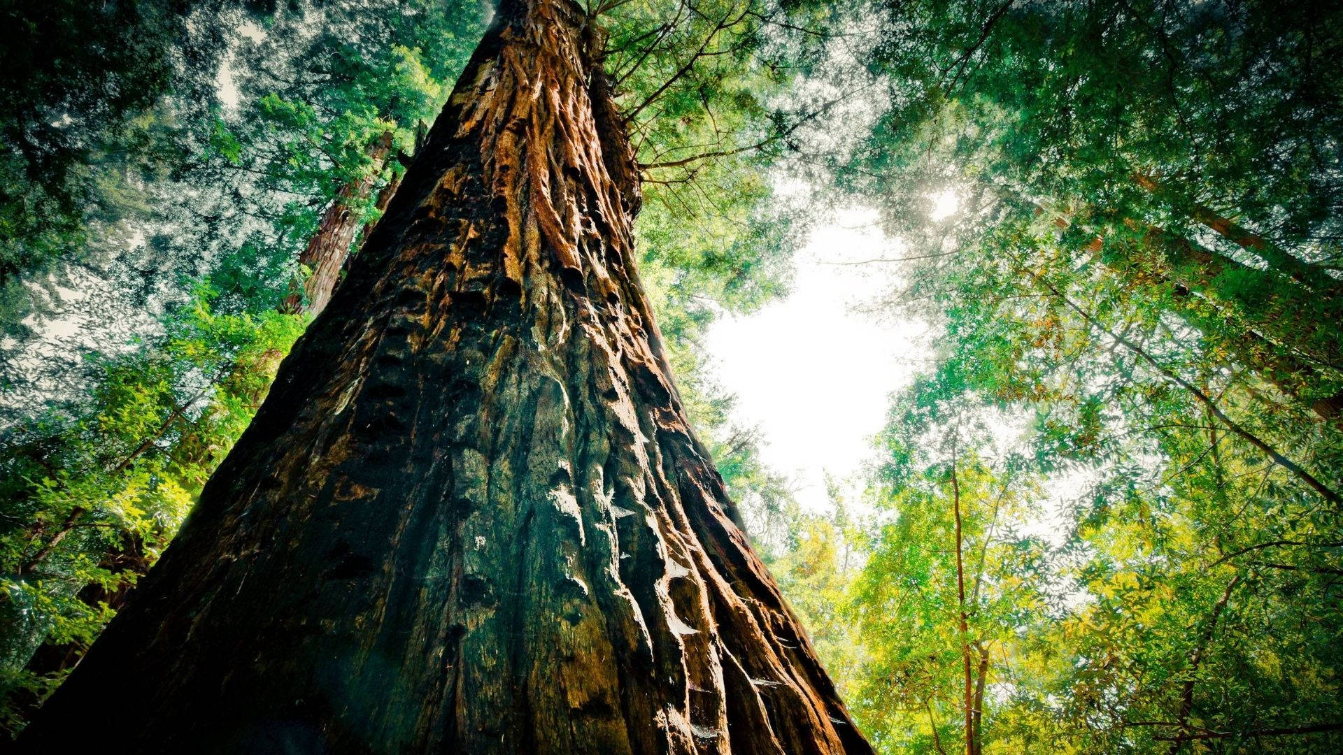 Tall Tree Of Redwood Forest Background