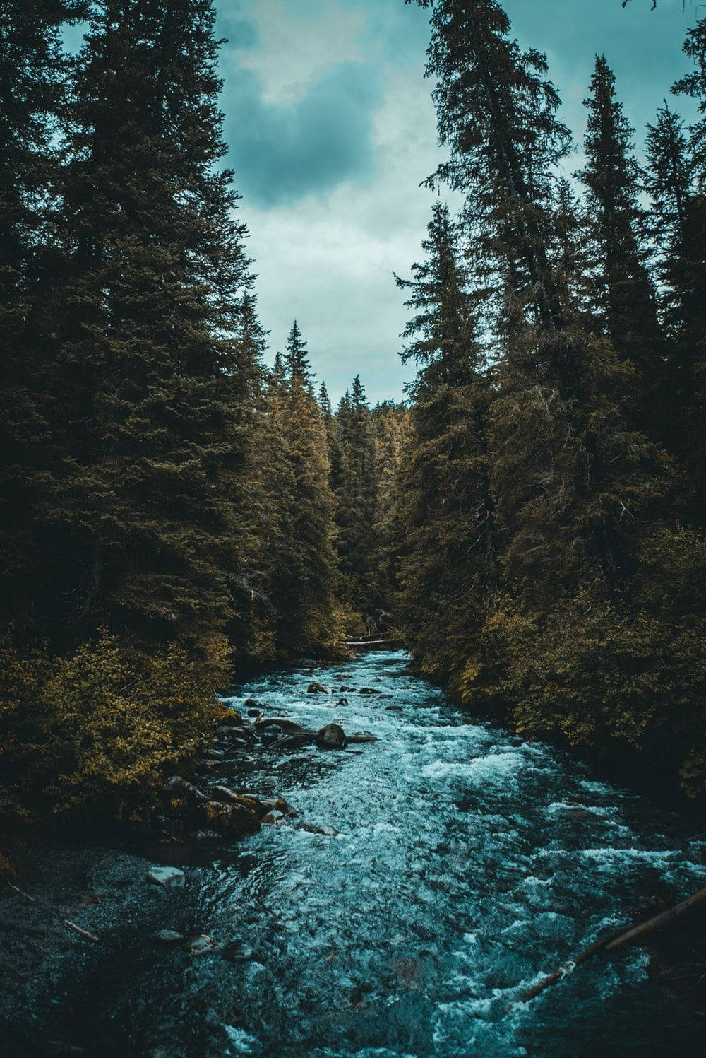 Tall Trees All Best Background