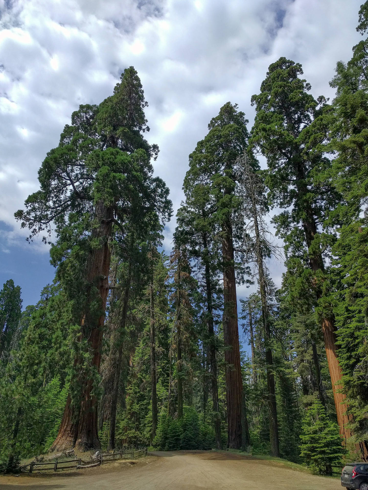 Tall Trees At Sequoia National Park