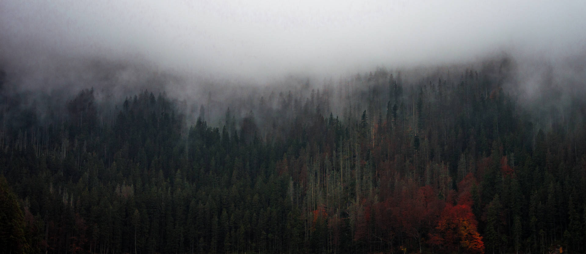Tall Trees In Foggy Forest