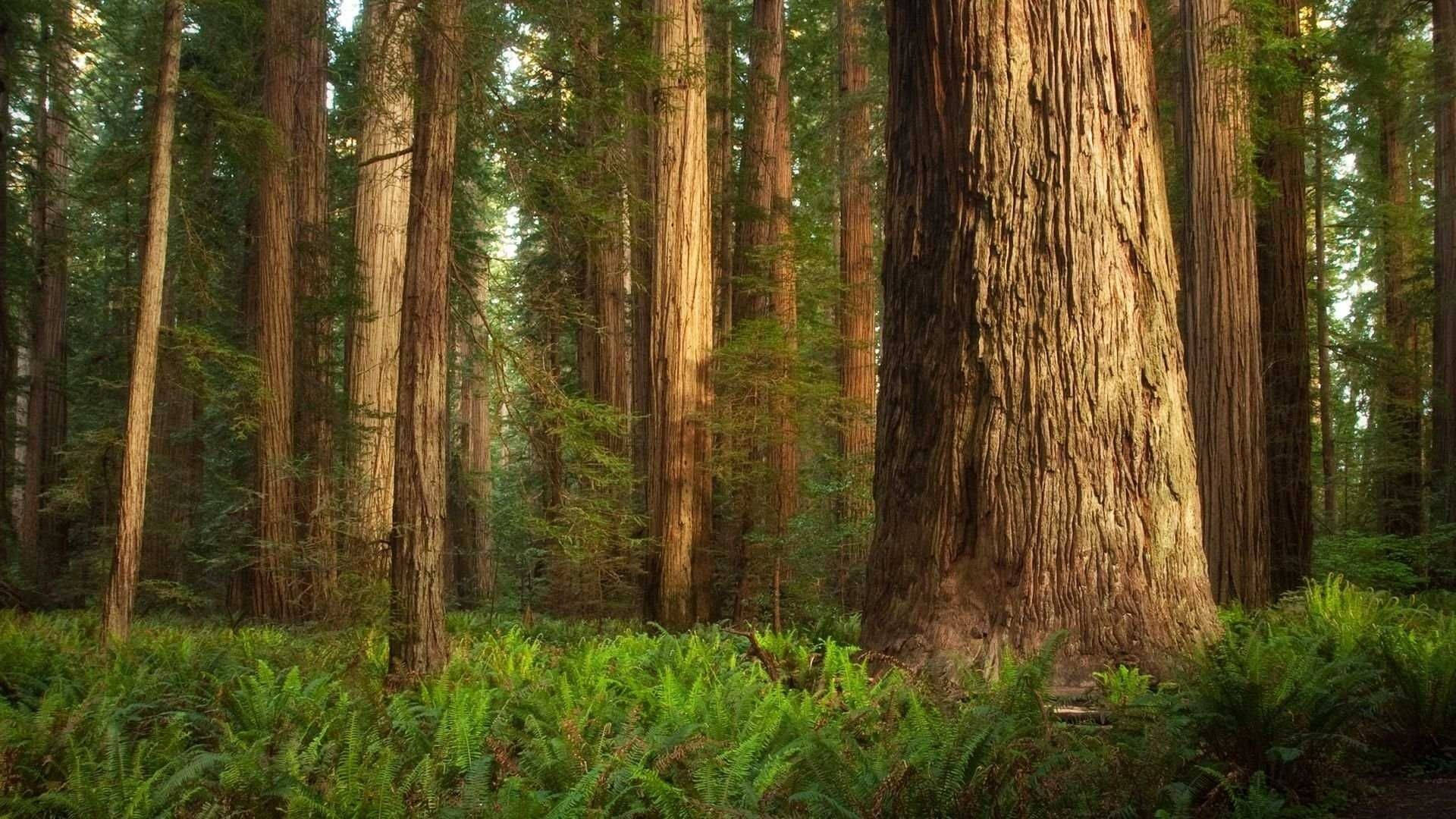 Tall Trees In Redwood Forest Background