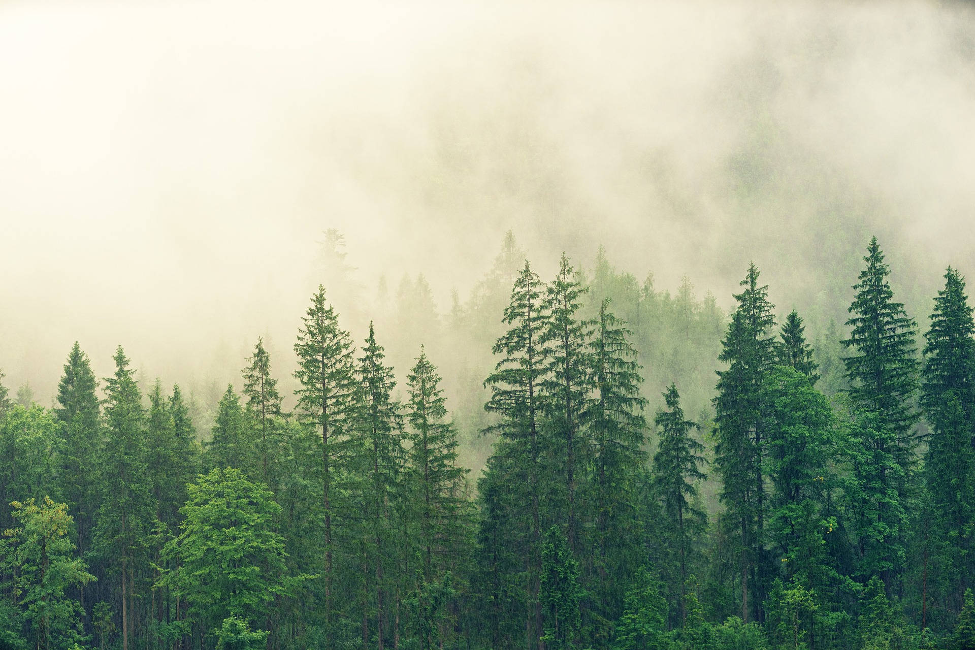 Tall Trees In The Woods Background