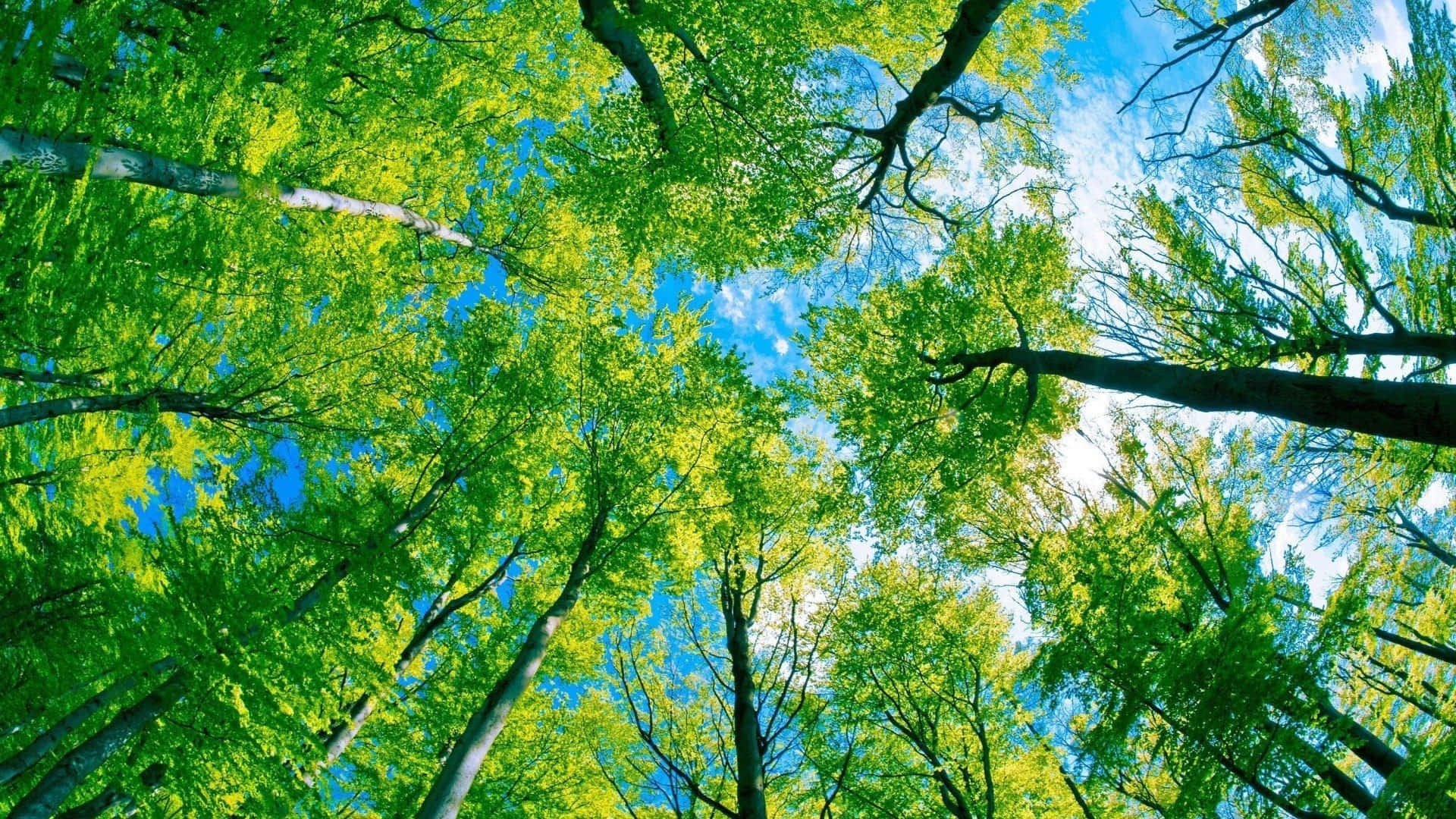 Tall Trees In Worm Eye View Green Desktop Background