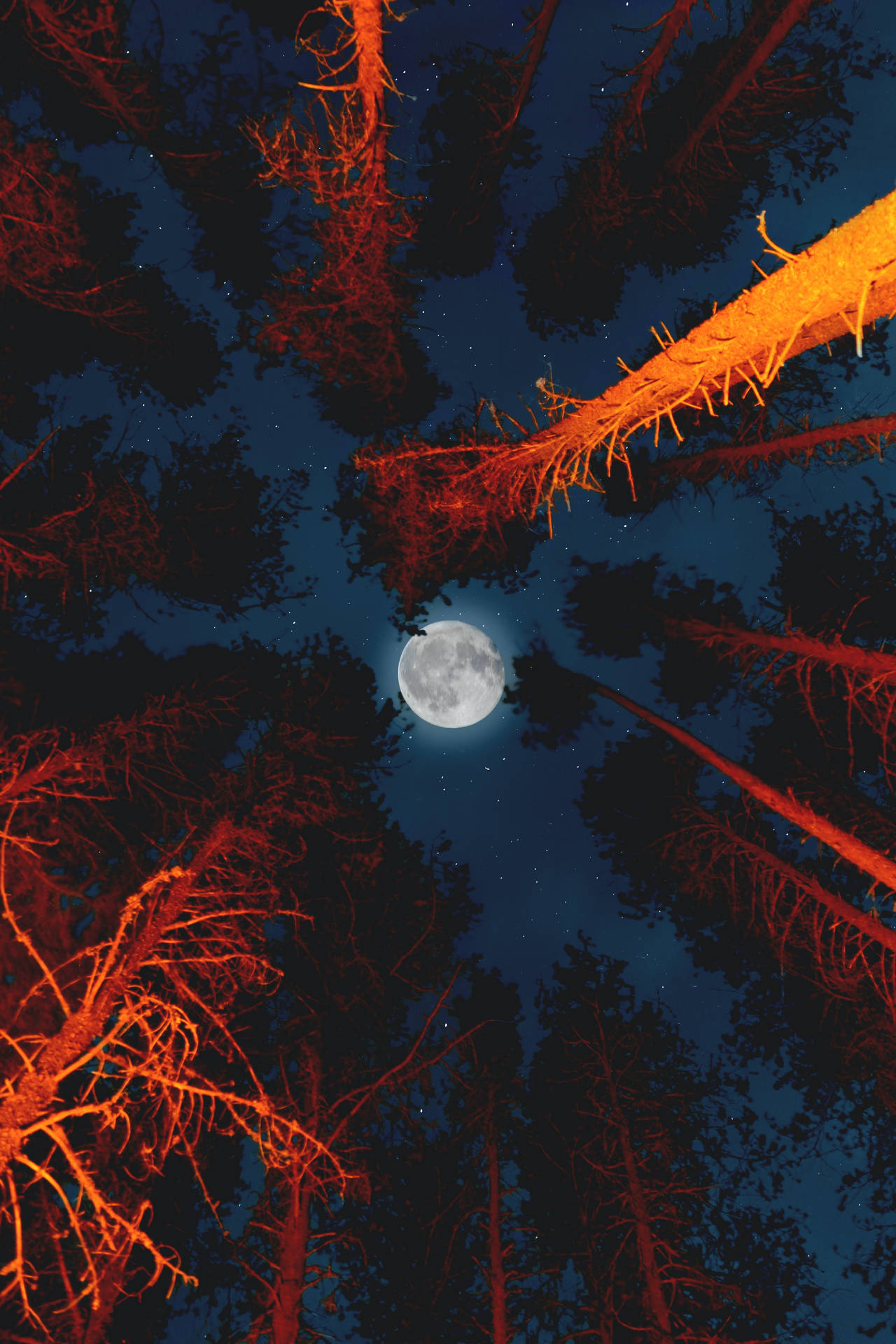 Tall Trees Under Full Moon Background