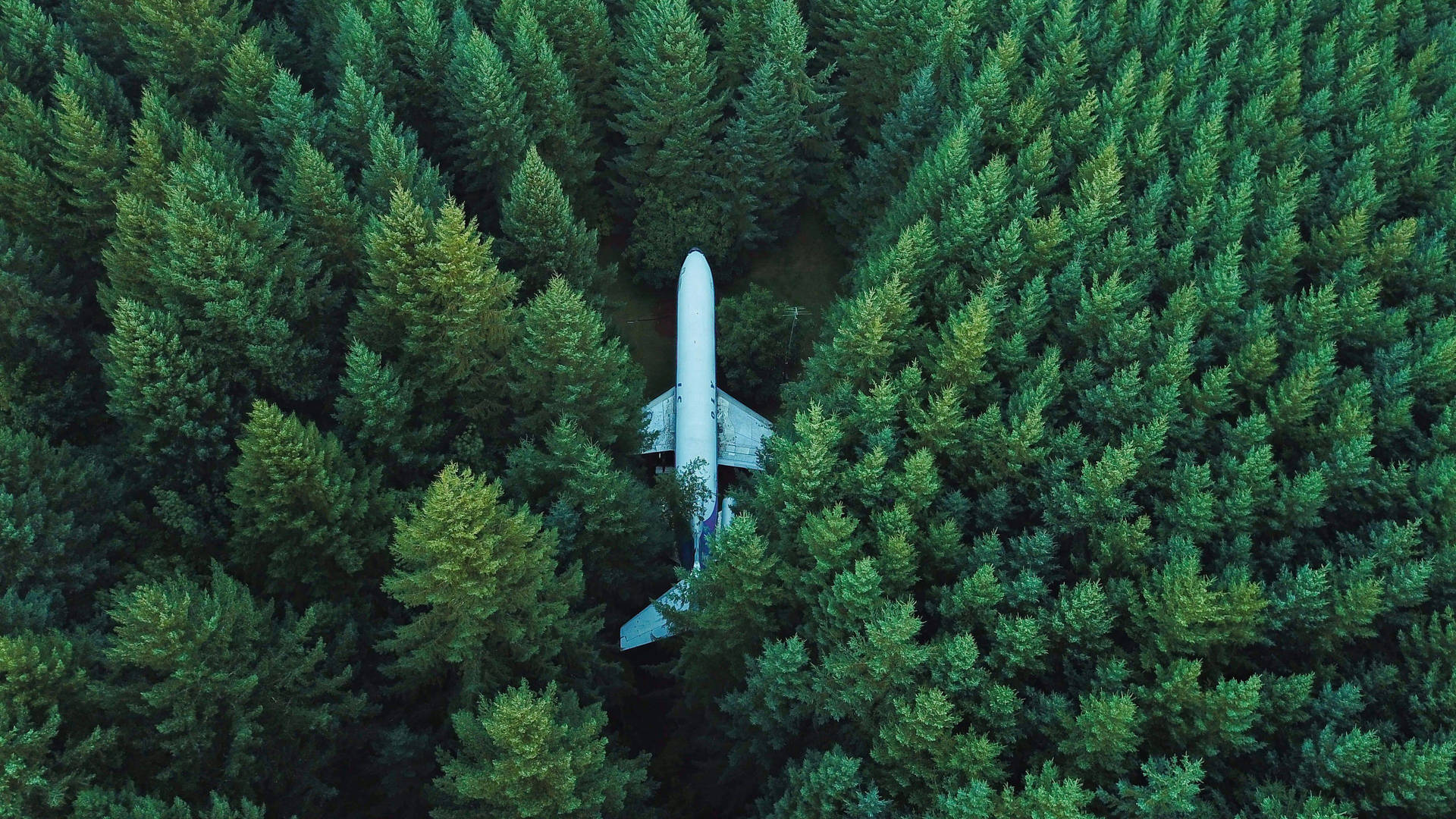 Tall Trees With White Airplane 4k Background